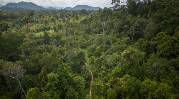 Thriving Forests